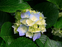 Load image into Gallery viewer, Test 2
